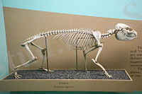 Procavia capensis skeleton.jpg