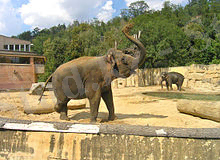 https://upload.wikimedia.org/wikipedia/commons/thumb/1/1e/Big_mammals_pavilion2%2C_Zoo_Prague.jpg/220px-Big_mammals_pavilion2%2C_Zoo_Prague.jpg