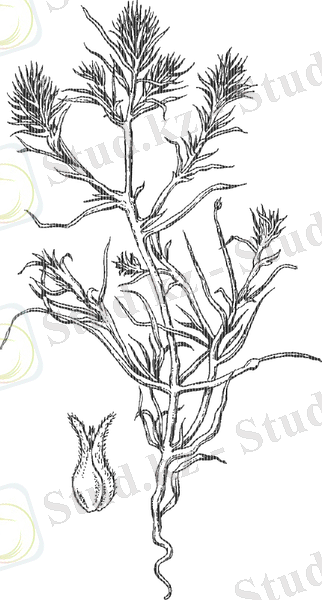 http://xn--80ahlydgb.xn--p1ai/img/grasses/pictures/big/petrosimonia_triandra.gif
