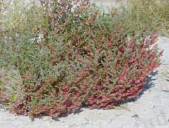 04(1)