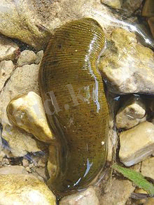 http://upload.wikimedia.org/wikipedia/commons/thumb/0/00/Leech_blutegel.jpg/220px-Leech_blutegel.jpg