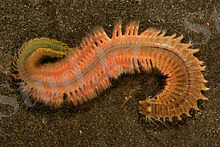 http://upload.wikimedia.org/wikipedia/commons/thumb/1/18/Nereis_succinea_%28epitoke%29.jpg/220px-Nereis_succinea_%28epitoke%29.jpg