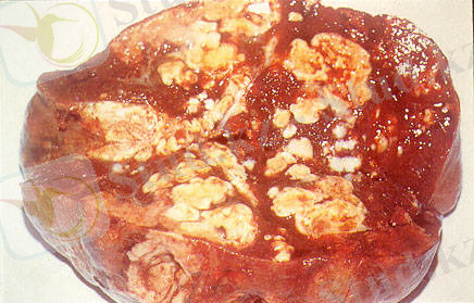 C:\Users\User\Desktop\жука\hanqiuyancindy3.jpg
