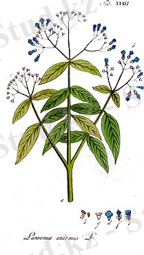 A.