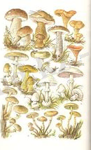 https://im0-tub-kz.yandex.net/i?id=51249942cba8cfd0333778a6d8c95027&n=33&h=215&w=134