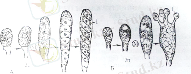 http://ok-t.ru/studopedia/baza11/2791577708489.files/image249.jpg