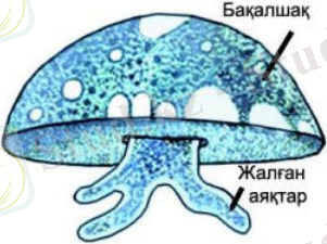 http://www.itest.kz/upload/images/1349673076.02.jpeg.png