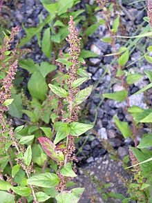 Many-seeded Goosefoot(Chenopodium polyspermum)