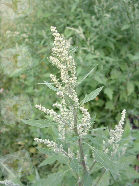http://fr.academic.ru/pictures/frwiki/67/Chenopodium_album01.jpg
