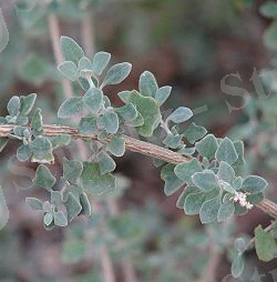 Atriplex amnicola.jpg
