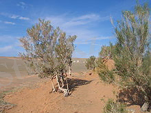 Saxaul-baum.JPG