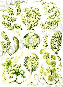 http://upload.wikimedia.org/wikipedia/commons/thumb/7/7d/Haeckel_Siphoneae.jpg/220px-Haeckel_Siphoneae.jpg