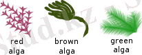 A.
