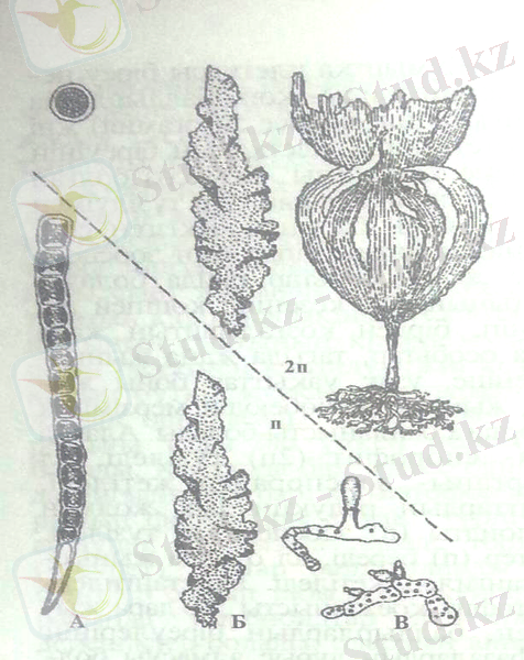 http://ok-t.ru/studopedia/baza11/2791577708489.files/image223.jpg