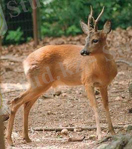 Paozikun530.jpg