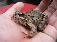 https://upload.wikimedia.org/wikipedia/commons/thumb/5/51/Rana_temporaria-Prorokjchs2006.jpg/220px-Rana_temporaria-Prorokjchs2006.jpg