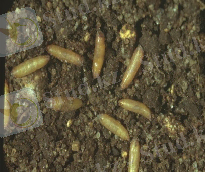 http://www7.inra.fr/hyppz/IMAGES/7032843.jpg