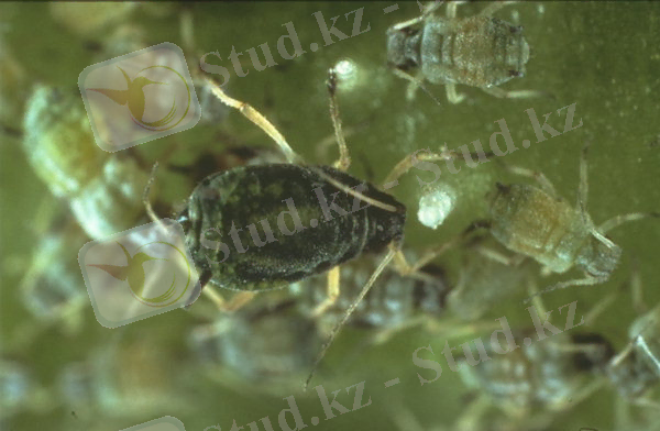 http://www7.inra.fr/hyppz/IMAGES/7030690.jpg