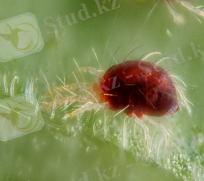 https://upload.wikimedia.org/wikipedia/commons/9/9a/Tetranychus_urticae_with_silk_threads.jpg