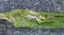 https://upload.wikimedia.org/wikipedia/commons/thumb/d/dd/Delia_antiqua_maggots_at_Allium_porrum_,_uienvlieg_maden_op_prei.jpg/220px-Delia_antiqua_maggots_at_Allium_porrum_,_uienvlieg_maden_op_prei.jpg