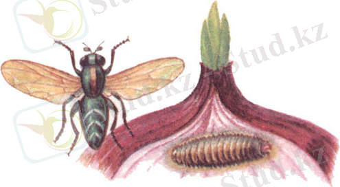 http://miragro.com/sites/default/files/imige/ovoshchevodstvo/84978104_1.jpg
