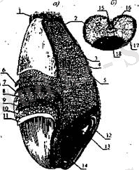 http://konspekta.net/studopediaorg/baza4/241493168303.files/image010.jpg