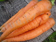 Daucus carota