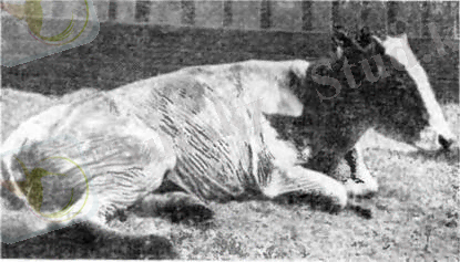 http://www.medical-enc.ru/3/veterinary/images/239_lechenie_ojogov-2.jpg