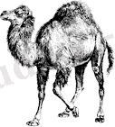 Файл:Perl logo.png
