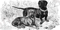 Dachshund-drawing.jpg