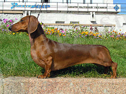 https://upload.wikimedia.org/wikipedia/commons/thumb/2/27/Short-haired-Dachshund.jpg/250px-Short-haired-Dachshund.jpg