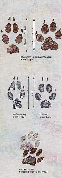Тазы 025.jpg