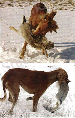 Тазы011.jpg