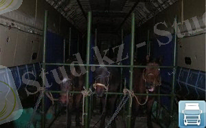 перевозка-животных-в-поезде-РЖД.jpg
