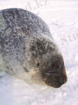 Ringedsealportrait.jpg