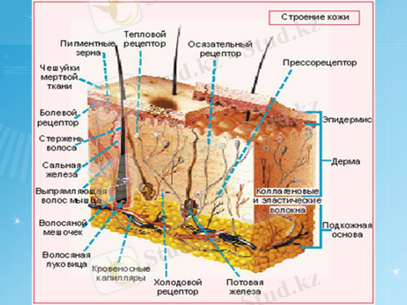 http://pwpt.ru/uploads/presentation_screenshots/246dee17eaacb2878e7bddec65ddf45c.JPG
