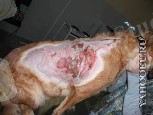 http://yahooeu.yahooeu.ru/uploads/posts/2012-05/1336772800_ogog.jpg