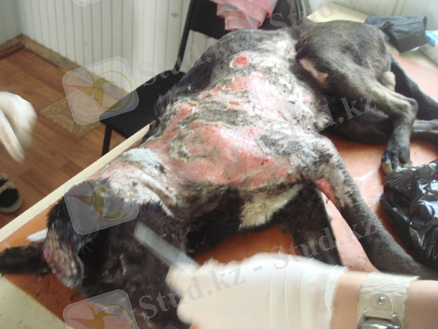 http://vi.ill.in.ua/m/640x0/499516.jpg