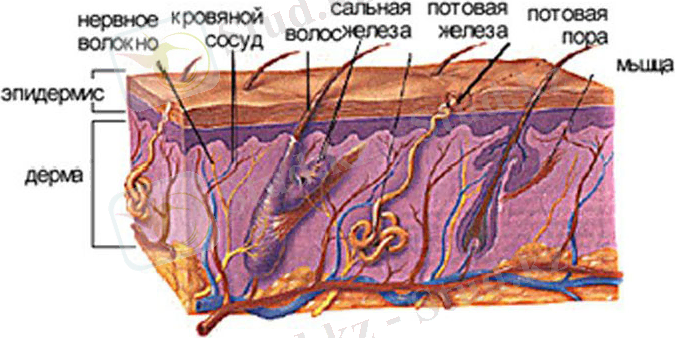 http://doctor-frixs.ru/wp-content/uploads/2014/01/kozha-cheloveka.jpg