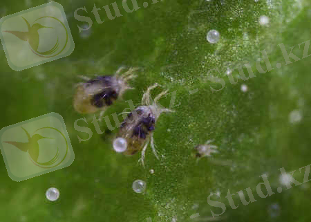 J:\ээээнннтттооо\1416044461_obyknovennyy-pautinnyy-kleschik-tetranychus-urticae.jpg