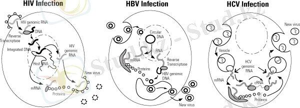 http://img.thebody.com/legacyAssets/32/79/lifecycle.jpg