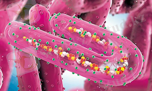 http://mfarm.ru/sites/default/files/user_files/astrid-joosten-marburg-virus-i0.jpg
