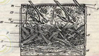 http://www.rusnauka.com/15_NNM_2014/Agricole/4_170947.doc.files/image002.jpg