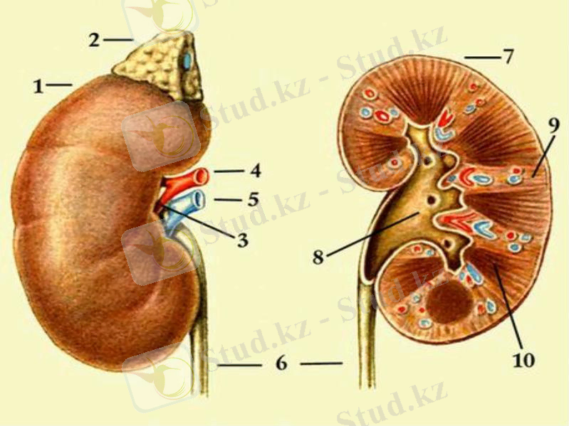 http://hnu.docdat.com/pars_docs/refs/212/211534/img8.jpg