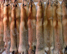 220px-Fur_redfox.jpg