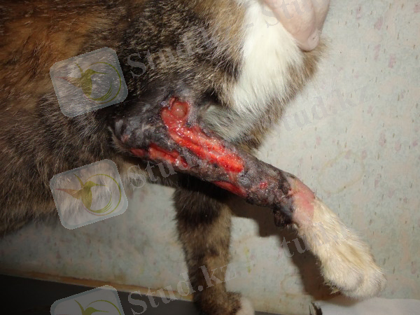 http://www.isok.ru/img/full/504f86e0ce294e64577ace394c8ad3c3.jpg