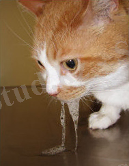 http://www.zoovet.ru/dise/m52.jpg