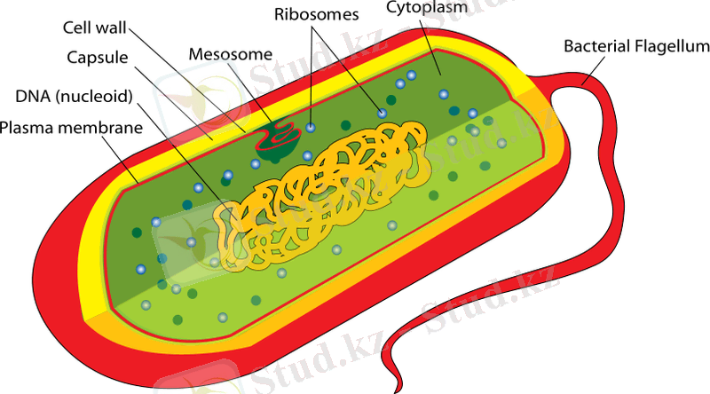 https://upload.wikimedia.org/wikipedia/commons/thumb/9/99/Prokaryote_cell_diagram.svg/870px-Prokaryote_cell_diagram.svg.png