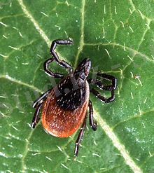 A.