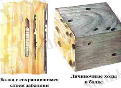 C:\Users\Маржан\Desktop\орман\lichinka_domovogo_us.jpg